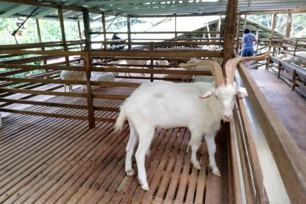 goat-farm-04F54E4DD2-9088-DBF0-140B-F97522770C92.jpeg